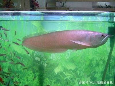 龍魚進缸第三天蒙眼的應對措施（剛進缸第三天就出現蒙眼癥狀的龍魚蒙眼可以嘗試治療方法）