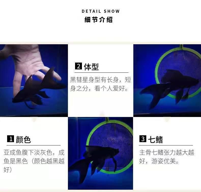 龍魚怎么換鱗：龍魚換鱗怎么辦？