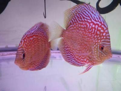 龍魚七彩神仙混養好嗎