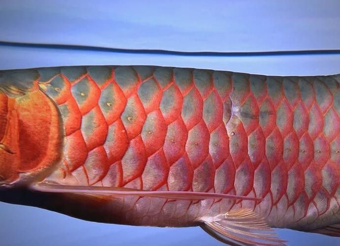 龍魚橫著漂浮在水面上