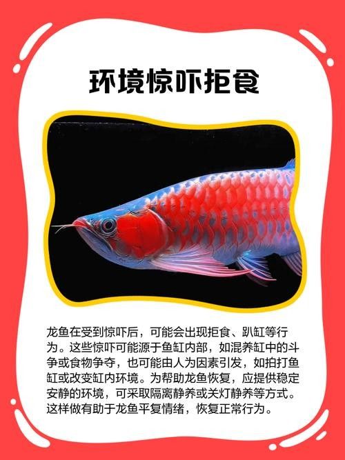 龍魚橫著漂浮在水面上