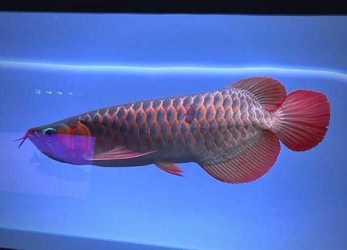 龍魚橫著漂浮在水面上