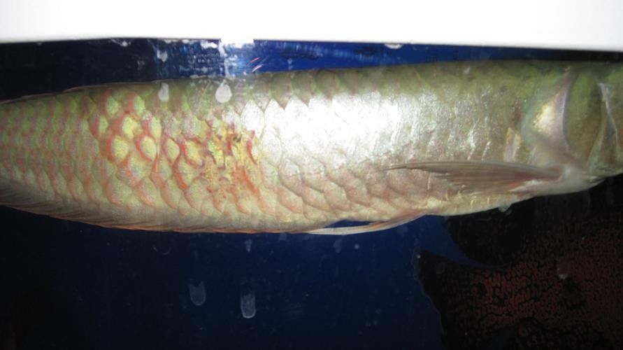 龍魚橫著漂浮在水面上