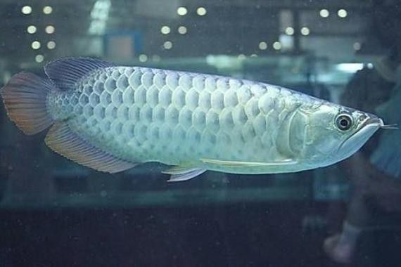 龍魚橫著漂浮在水面上