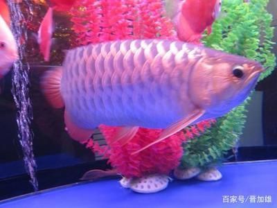 觀賞金龍魚價格：觀賞金龍魚價格和觀賞金龍魚價格是不同的兩個概念