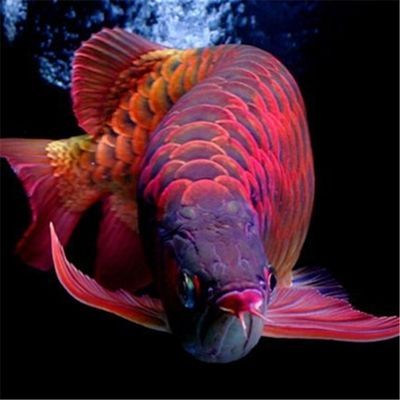紅金龍魚什么品種最好養(yǎng)紅金龍魚飼養(yǎng)難度和觀賞價(jià)值：紅金龍魚什么品種好養(yǎng)