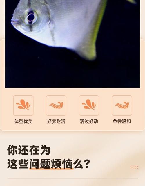 黃鰭鯧和龍魚混養(yǎng)注意事項(xiàng)有哪些圖片