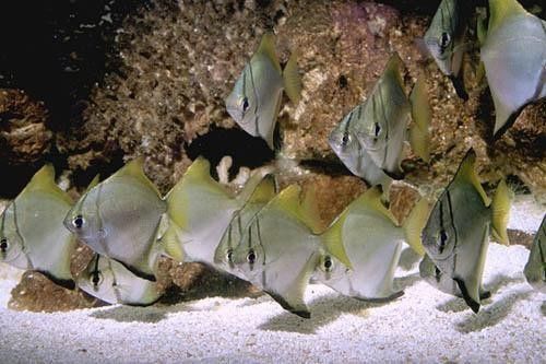 黃鰭鯧和龍魚混養(yǎng)注意事項(xiàng)有哪些圖片