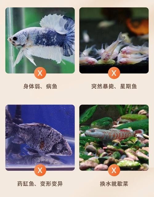 黃鰭鯧和龍魚混養(yǎng)注意事項(xiàng)有哪些圖片