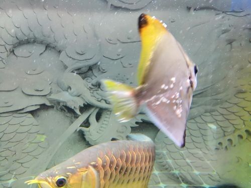 黃鰭鯧和龍魚混養(yǎng)注意事項(xiàng)有哪些圖片