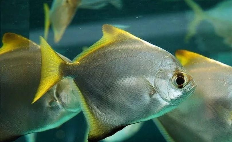 黃鰭鯧和龍魚混養(yǎng)注意事項(xiàng)有哪些圖片
