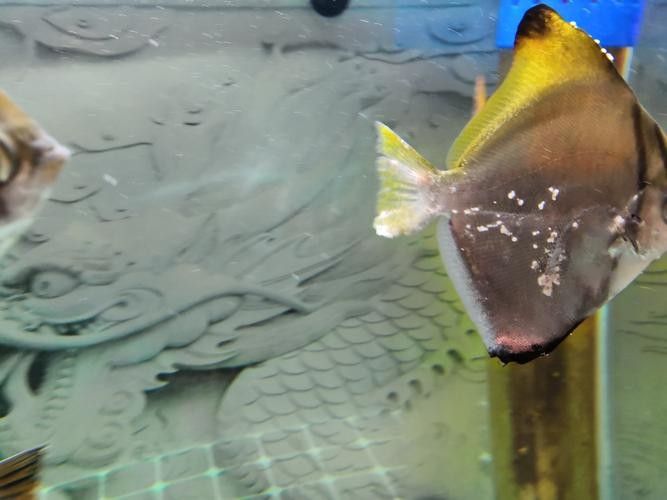 黃鰭鯧和龍魚混養(yǎng)注意事項(xiàng)有哪些圖片