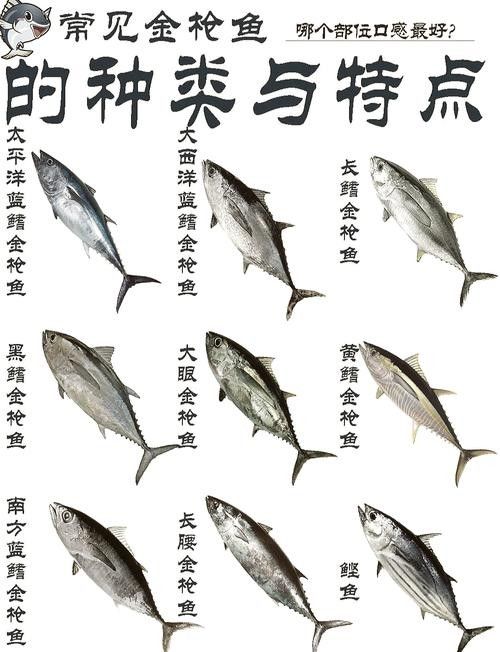 黃鰭鯧和龍魚混養(yǎng)注意事項(xiàng)有哪些圖片
