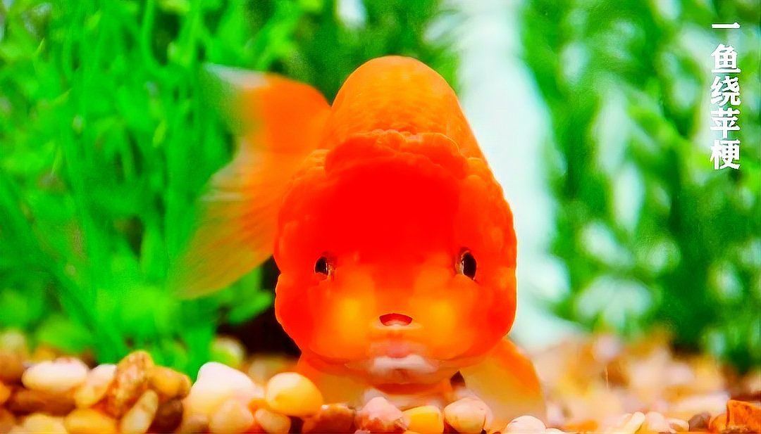 馬拉莫寶石魚壽命如何延長