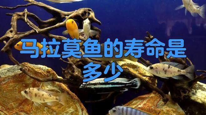 馬拉莫寶石魚壽命如何延長