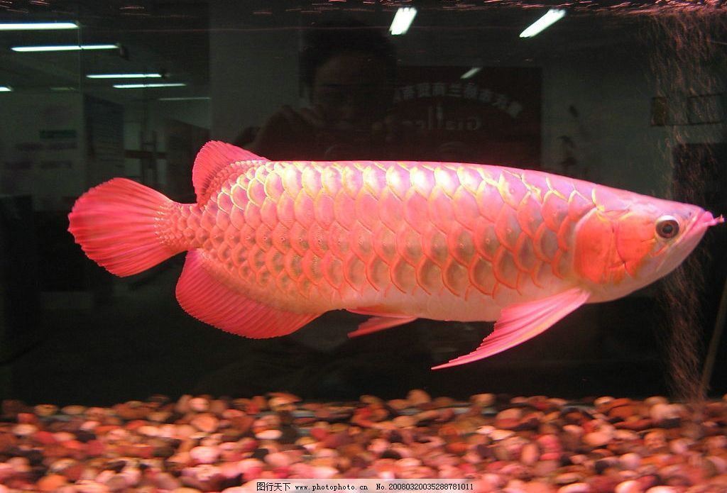幫我看一下銀龍魚的照片大全集：關于銀龍魚的圖片和資料