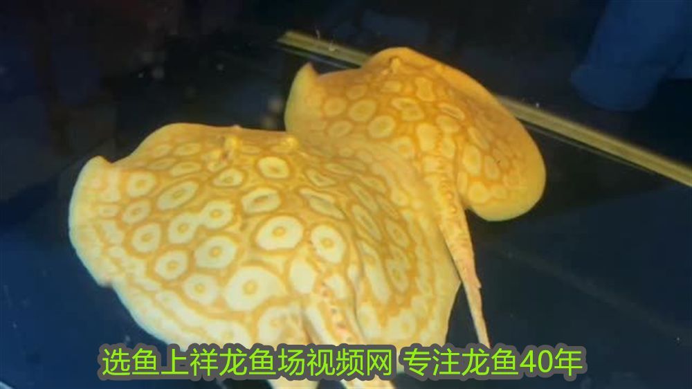 什么魚可以和虎魚混養：適合與龍魚、虎魚混養的魚類指南