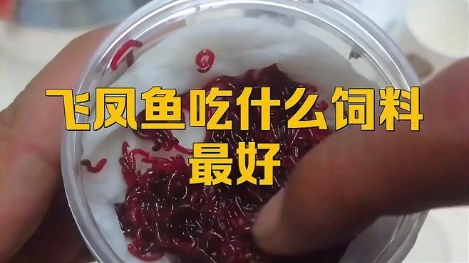 飛鳳魚(yú)在龍魚(yú)缸中如何飼養(yǎng)？
