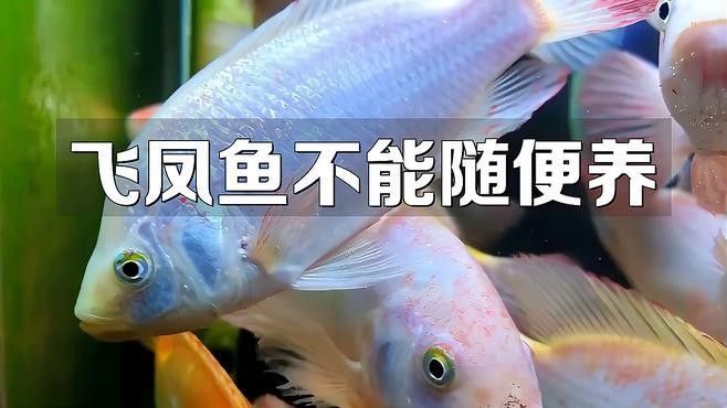 飛鳳魚在龍魚缸中如何飼養？