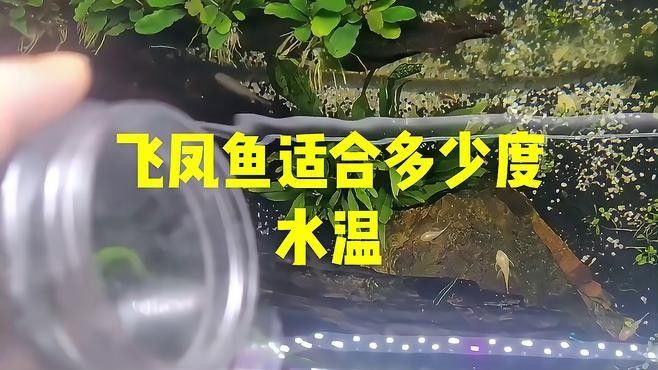 飛鳳魚在龍魚缸中如何飼養？