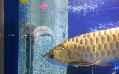 金龍魚(yú)用什么過(guò)濾材料：養(yǎng)金龍魚(yú)時(shí)選擇合適的過(guò)濾材料對(duì)于維持良好水質(zhì)至關(guān)重要