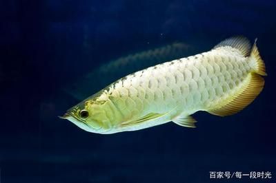 龍魚的層次和養殖面積（龍魚在水中的層次主要取決于什么？）
