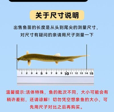 龍魚的層次和養殖面積（龍魚在水中的層次主要取決于什么？）
