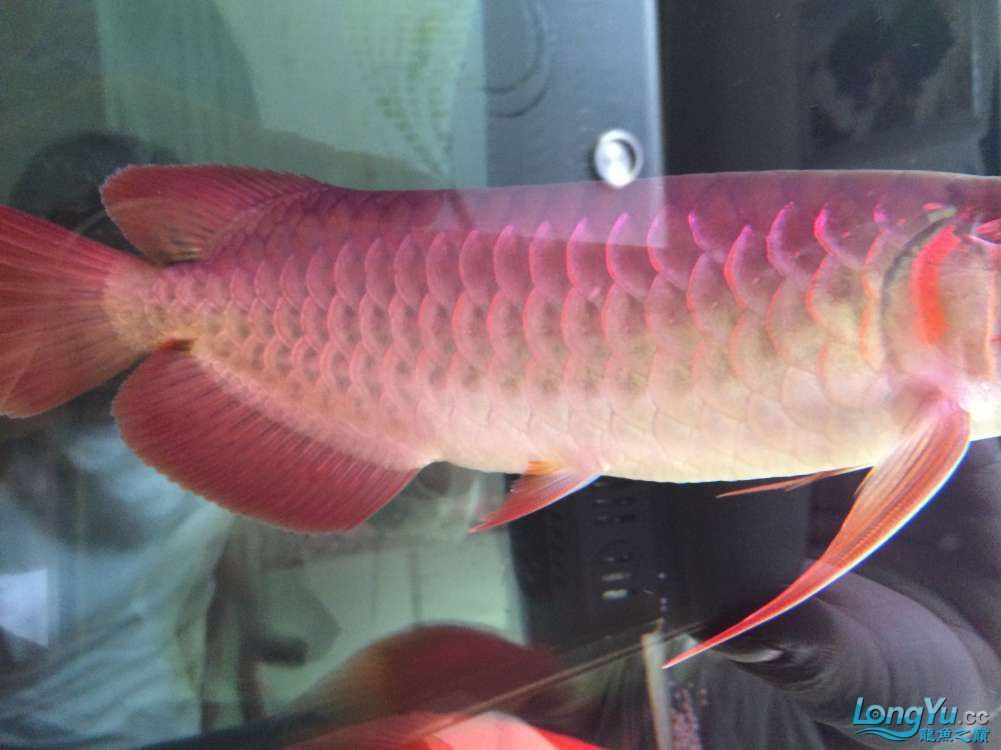 龍魚發(fā)色過(guò)程圖解視頻教程下載安裝：龍魚發(fā)色過(guò)程圖解視頻教程