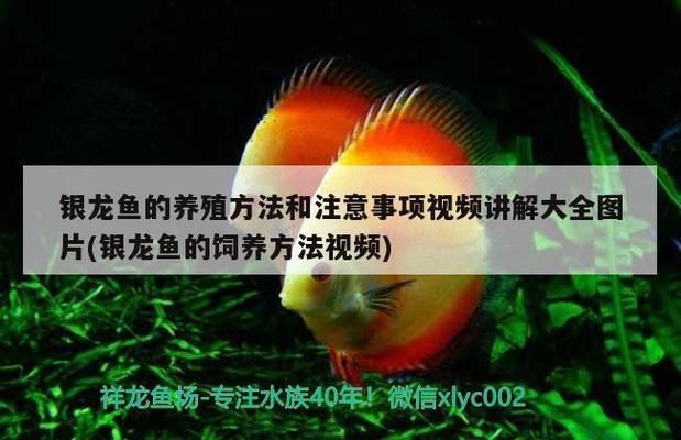銀龍魚冬季疾病預(yù)防方法：冬季銀龍魚合理喂食指南，預(yù)防銀龍魚腸炎的有效方法