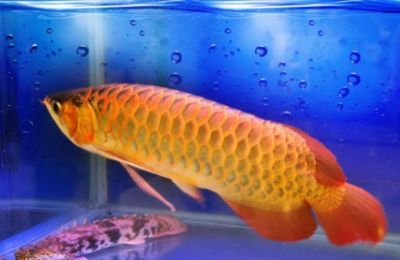 金龍魚側著游：金龍魚側著游可能是多種原因引起的，金龍魚側著游可能有多種原因
