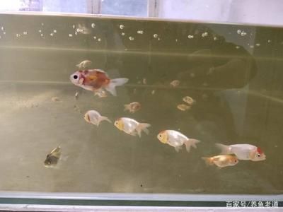喂食龍魚的活體<strong><mark>小金</mark></strong>魚如何檢疫出來：喂食龍魚的活體<strong><mark>小金</mark></strong>魚之前需要注意的檢疫方法
