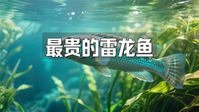 最貴的雷龍魚品種