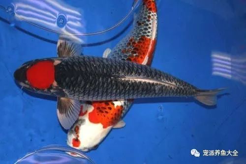 丹頂錦鯉最佳養殖環境，丹頂錦鯉養殖丹頂錦鯉需要注意什么，丹頂錦鯉需要注意什么