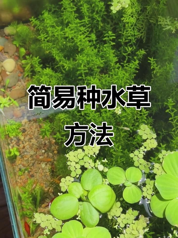 龍魚缸植物如何養護？