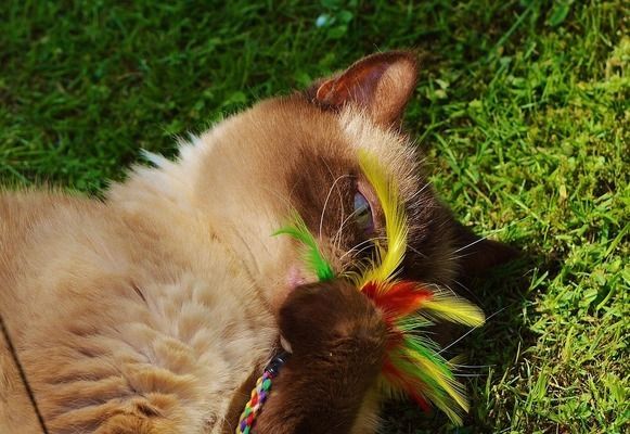 龍魚最好的飼料配方大全（龍魚飼料品牌對比評測,龍魚飼料保存技巧）