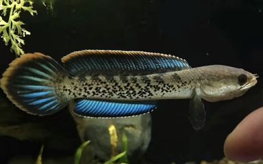 雷龍魚怎么喂食面包蟲：雷龍魚可以吃面包蟲嗎，雷龍魚喂食面包蟲需要注意什么