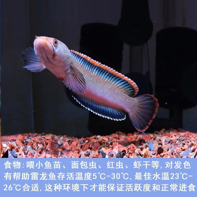 雷龍魚怎么喂食面包蟲：雷龍魚可以吃面包蟲嗎，雷龍魚喂食面包蟲需要注意什么