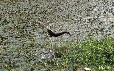 家里龍魚養幾條最好吉利：家里養龍魚的最佳數量應該是單數