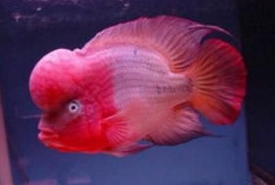 紅龍魚(yú)鱗發(fā)黑是什么原因引起的：紅龍魚(yú)鱗片發(fā)黑是什么原因引起的