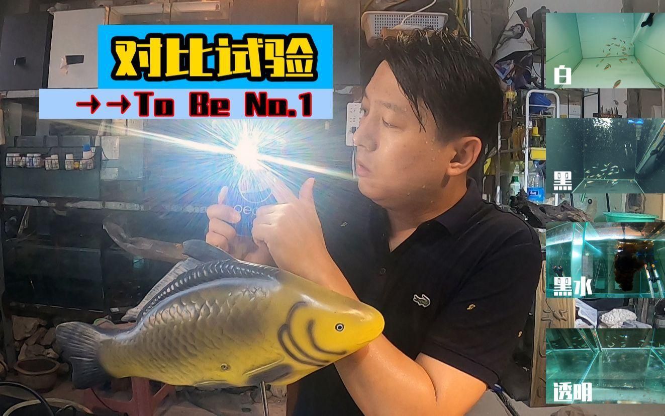 如何選擇合適的魚缸顏色