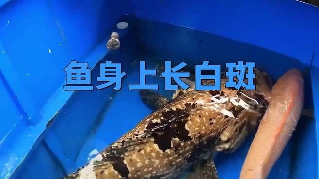 金龍魚背部長白點是什么原因