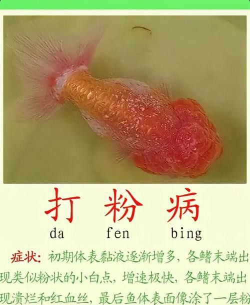 金龍魚背部長白點是什么原因