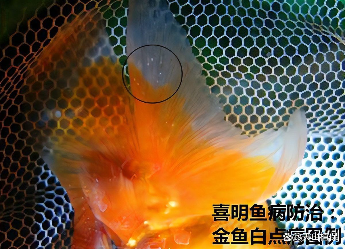 金龍魚背部長白點是什么原因