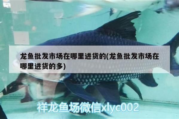 龍魚缸如何布置造景圖片：龍魚缸如何布置造景