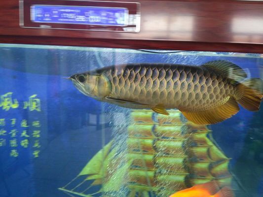 龍魚缸如何布置造景圖片：龍魚缸如何布置造景