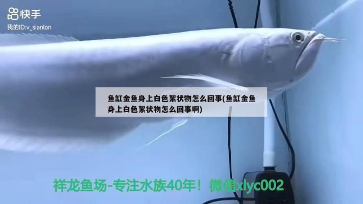 龍魚缸里有白色團狀：如何判斷龍魚缸內出現的白色團狀物問題