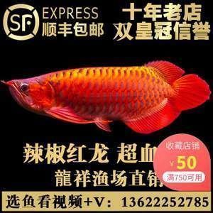 超血紅龍魚怎么樣鑒定：超血紅龍魚的鑒定