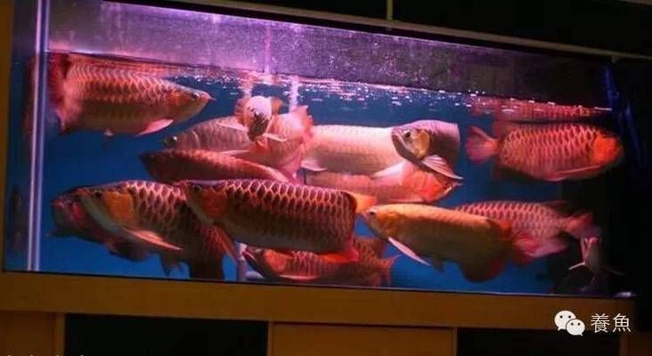 水族箱LED燈與熒光燈選擇：水族箱led燈與熒光燈的區別