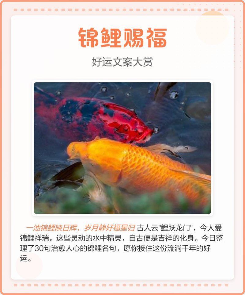 錦鯉好運句子八字