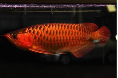 龍魚鰓蓋白色絮狀物會自愈嗎？